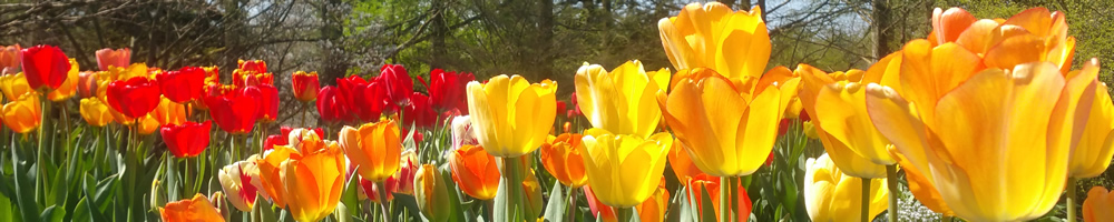 Frühling auf der Insel Mainau